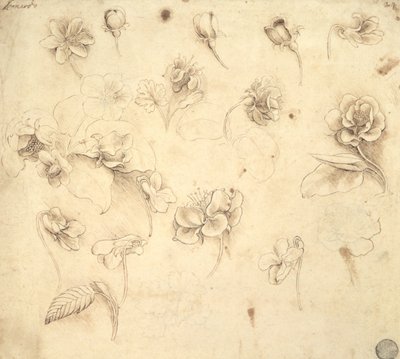 Study of the Flowers of Grass-like Plants (Briza Maxima) c.1481-83 by Leonardo da Vinci